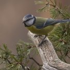  Blue Tit (Cyanistes caeruleus)